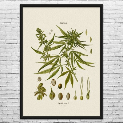 Cannabis Botanical Art Print