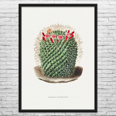 Pincushion Cactus Botanical Art Print