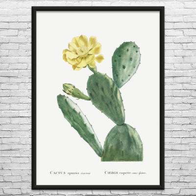 Eastern Pear Cactus Botanical Art Print